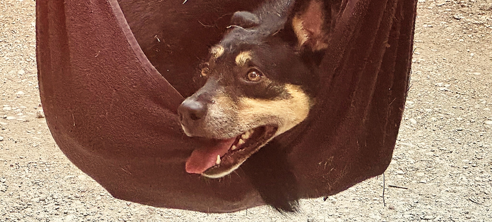 Brutal heat requires pet carryout
