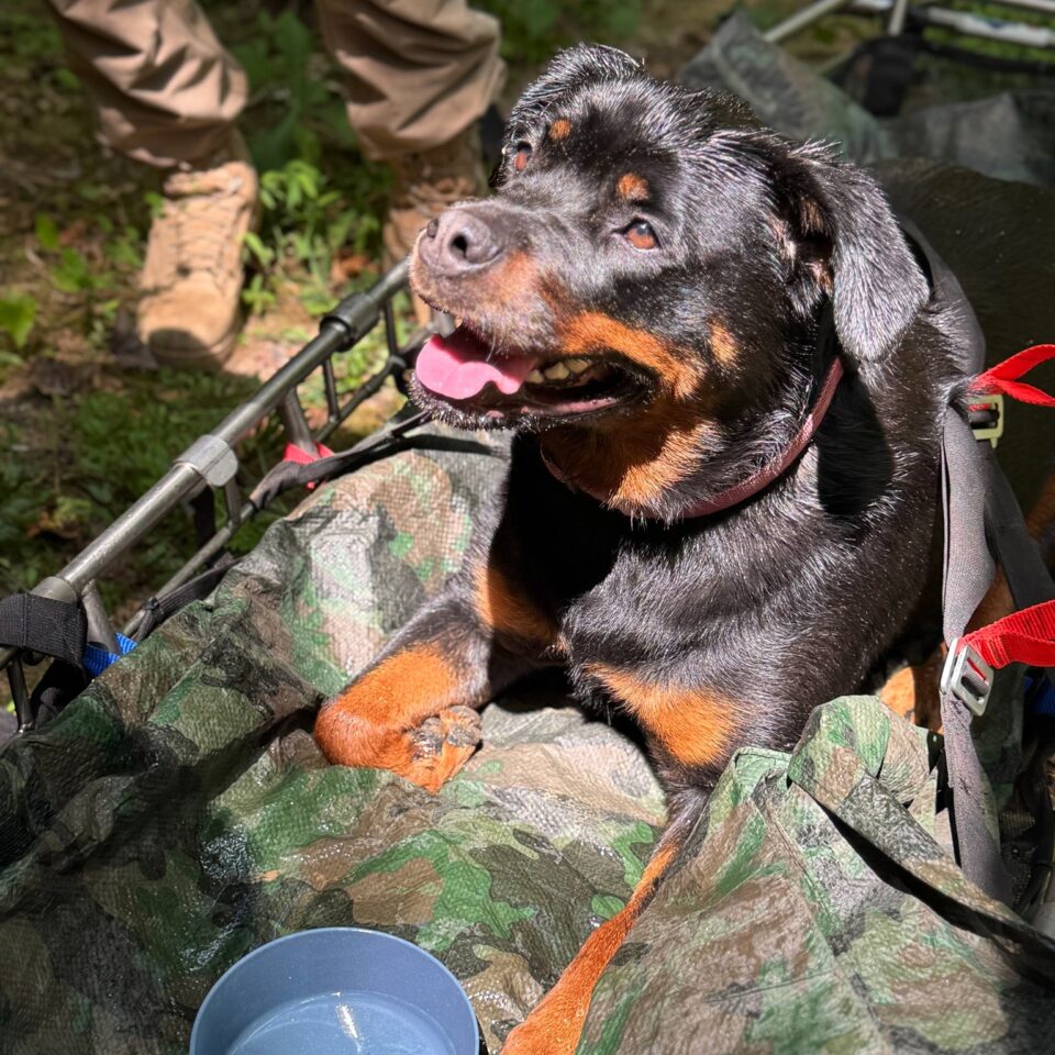 Rottweiler Rescue